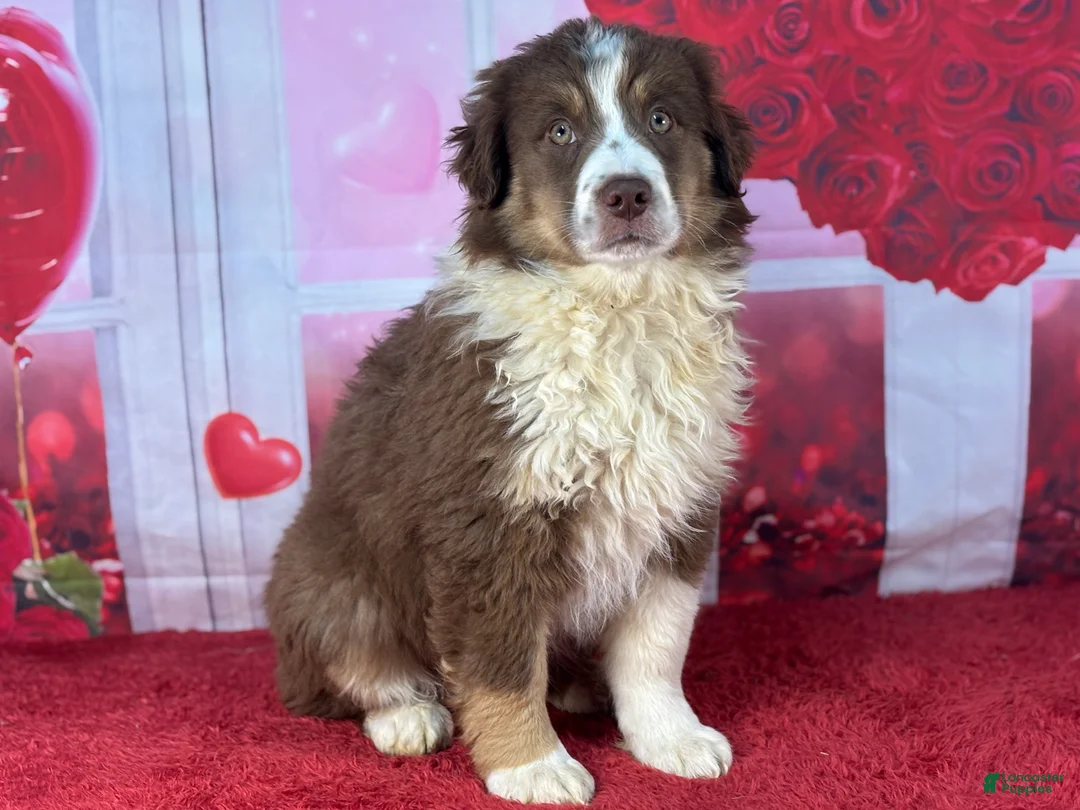 Miniature Australian Shepherd dogs for sale: Daniel - Ad 2