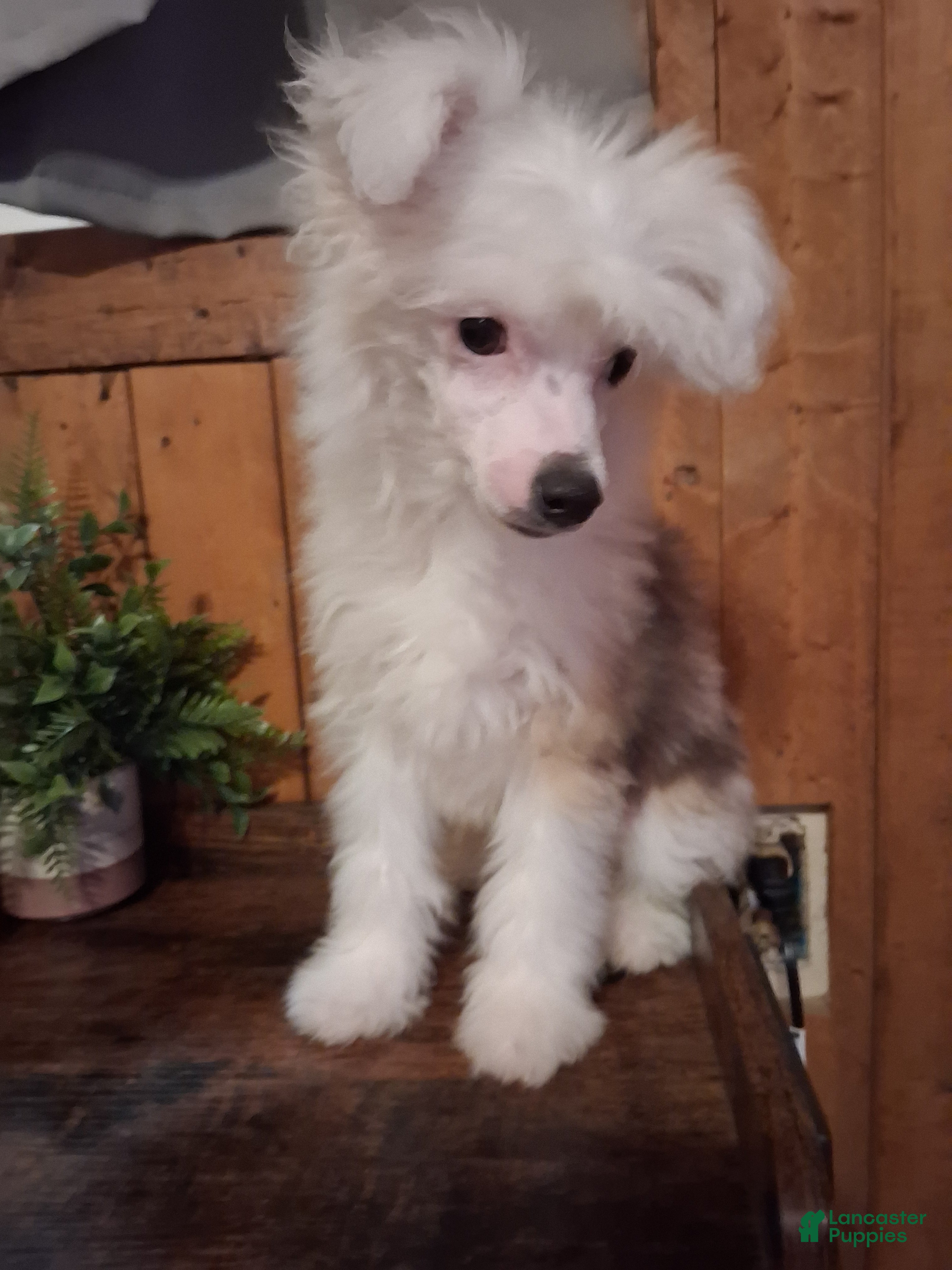 Chinese Crested dogs Chinese Crested 1 - Ad 1