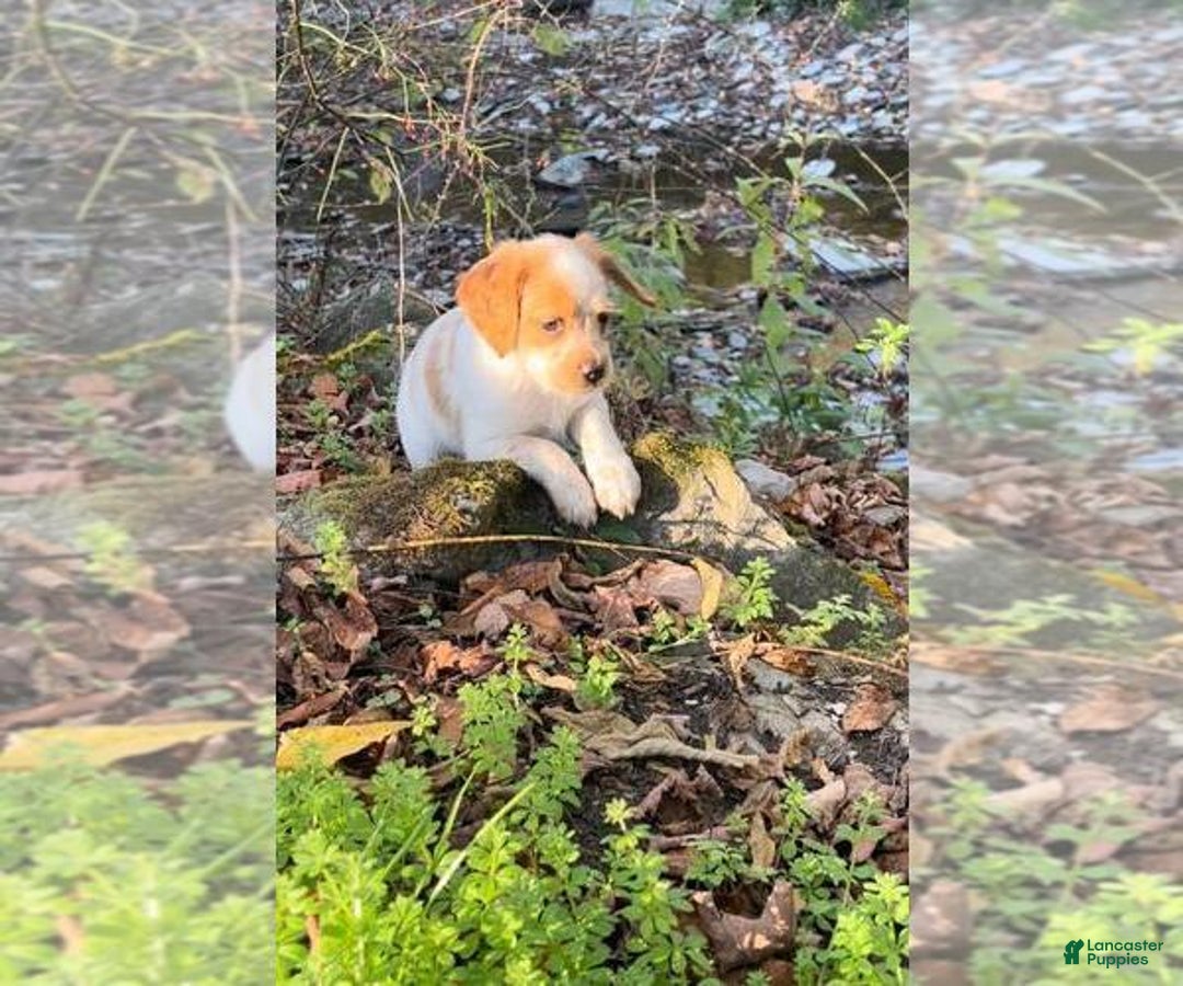 Brittany Spaniel dogs for sale: Autumn - Ad 7