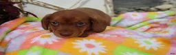 Miniature Dachshund dogs for sale: Michelle - Ad 3