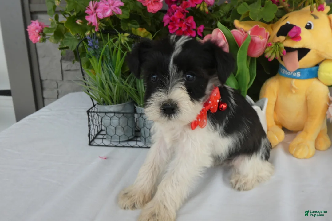 Miniature Schnauzer dogs for sale: Miniature Schnauzer 3 Marcy - Ad 4