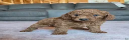 Miniature Poodle dogs for sale: Mini Lincoln - Ad 7