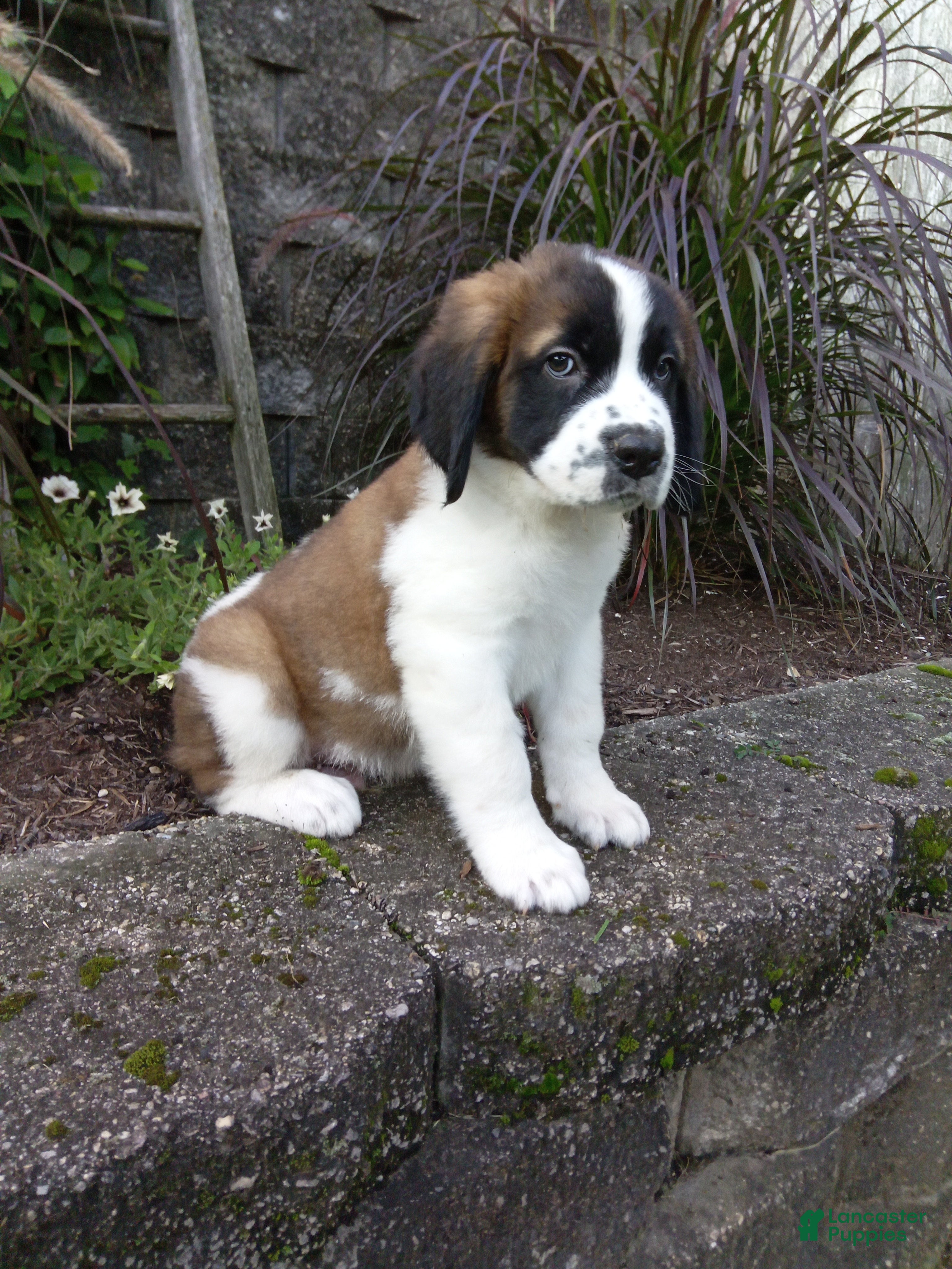 Saint Bernard dogs Sparky - Ad 29