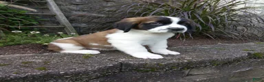 Sparky