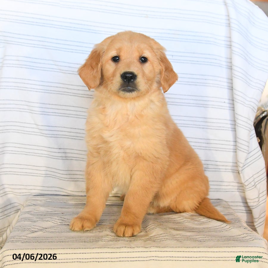 Golden Retriever dogs Beauty - Ad 2