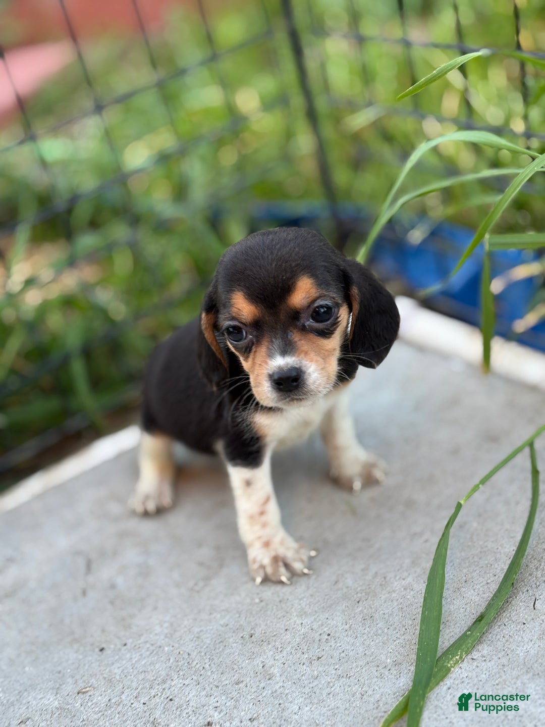Beagle dogs for sale: August - Ad 3