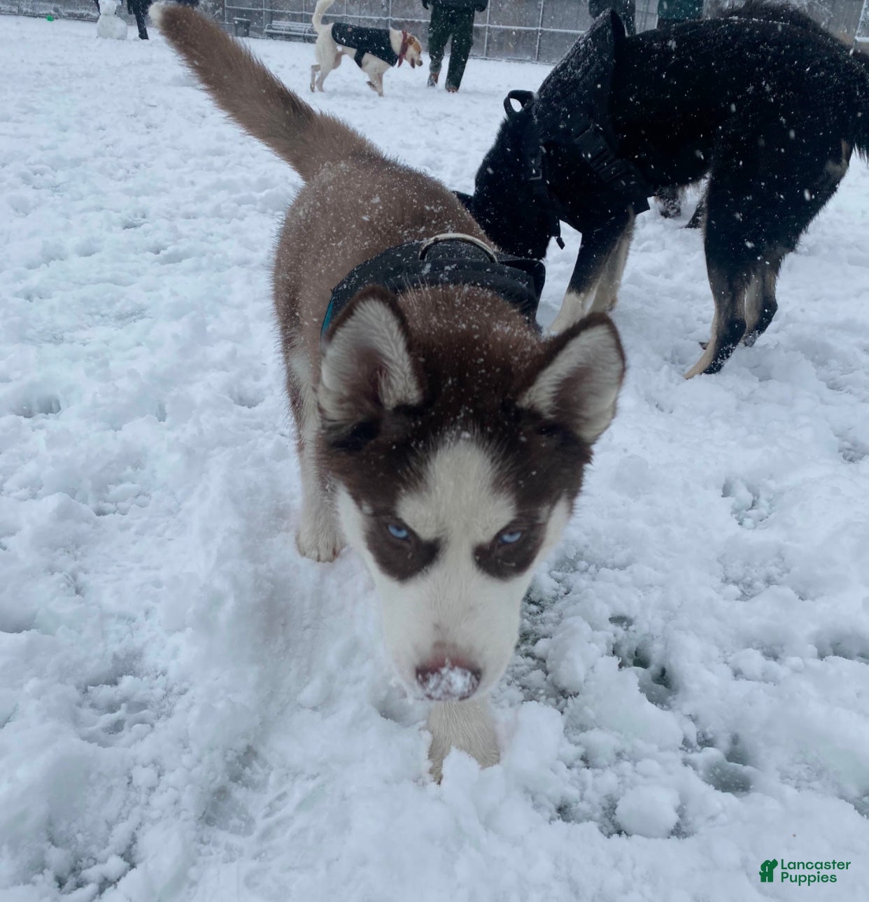 Siberian Husky dogs Ralph - Ad 17