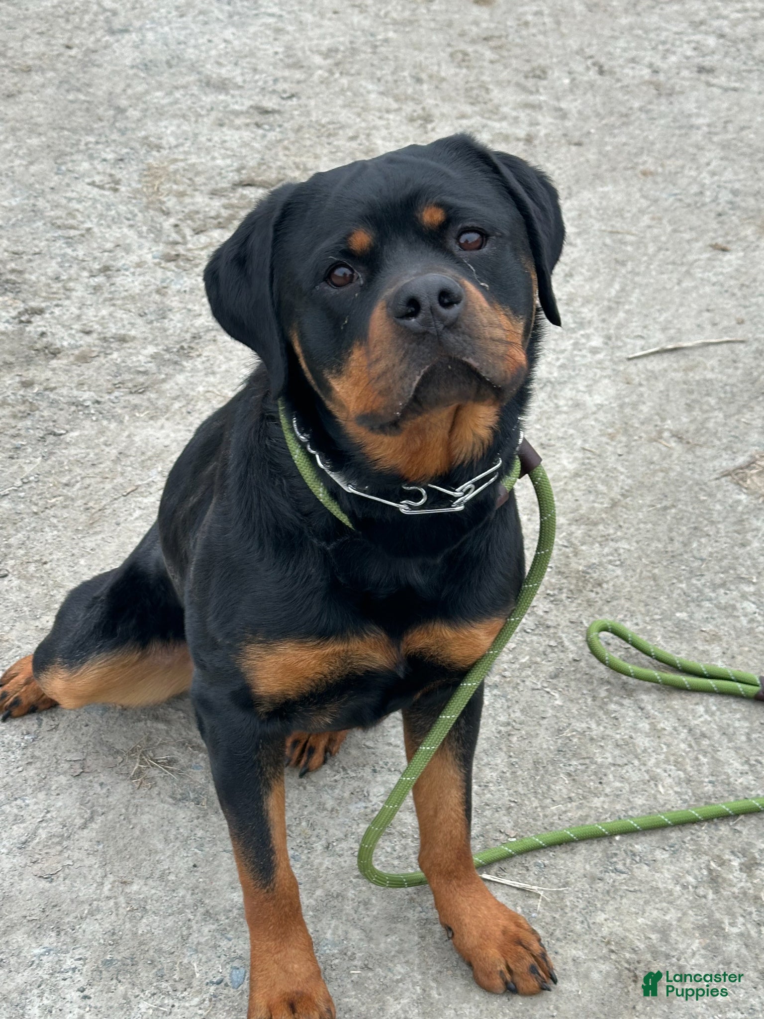 Rottweiler dogs Rottweiler Puppy 1 - Ad 29
