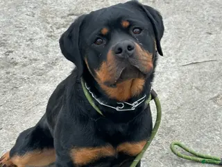 Rottweiler dogs Rottweiler Puppy 1 - Ad 29