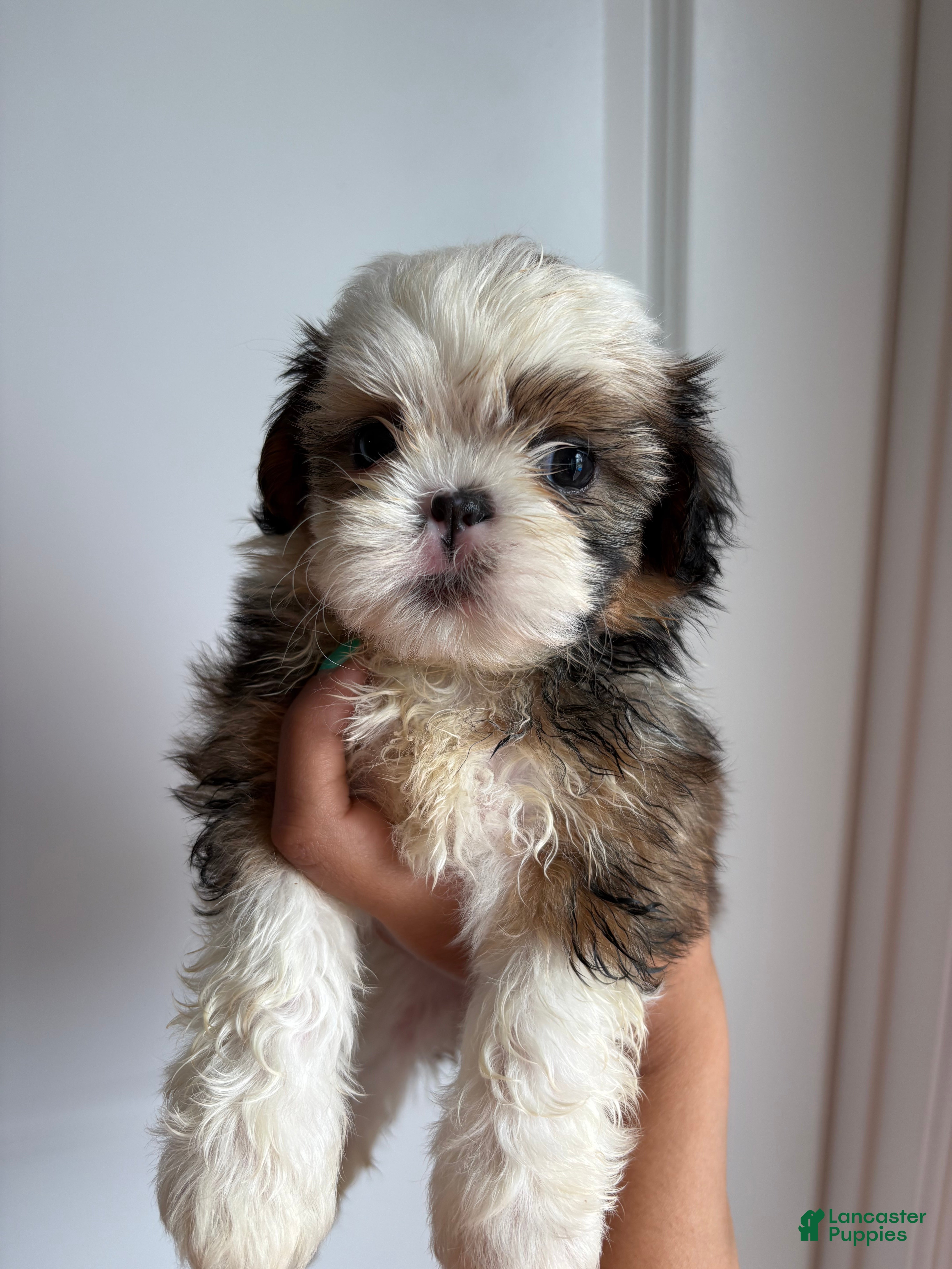 Shih Tzu dogs Luna - Ad 12