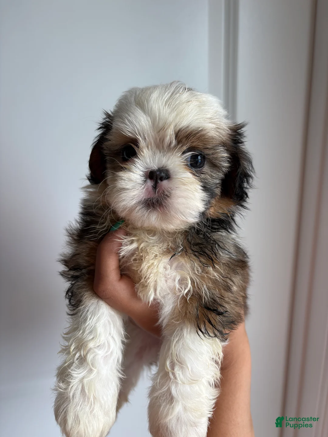 Shih Tzu dogs for sale: Luna - Ad 1