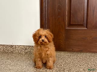Maltipoo dogs Tiny Red - Ad 40