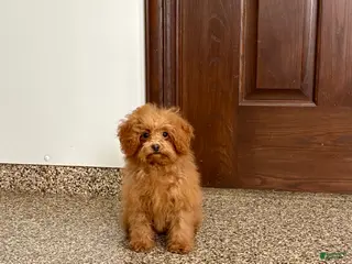 Maltipoo dogs Tiny Red - Ad 23