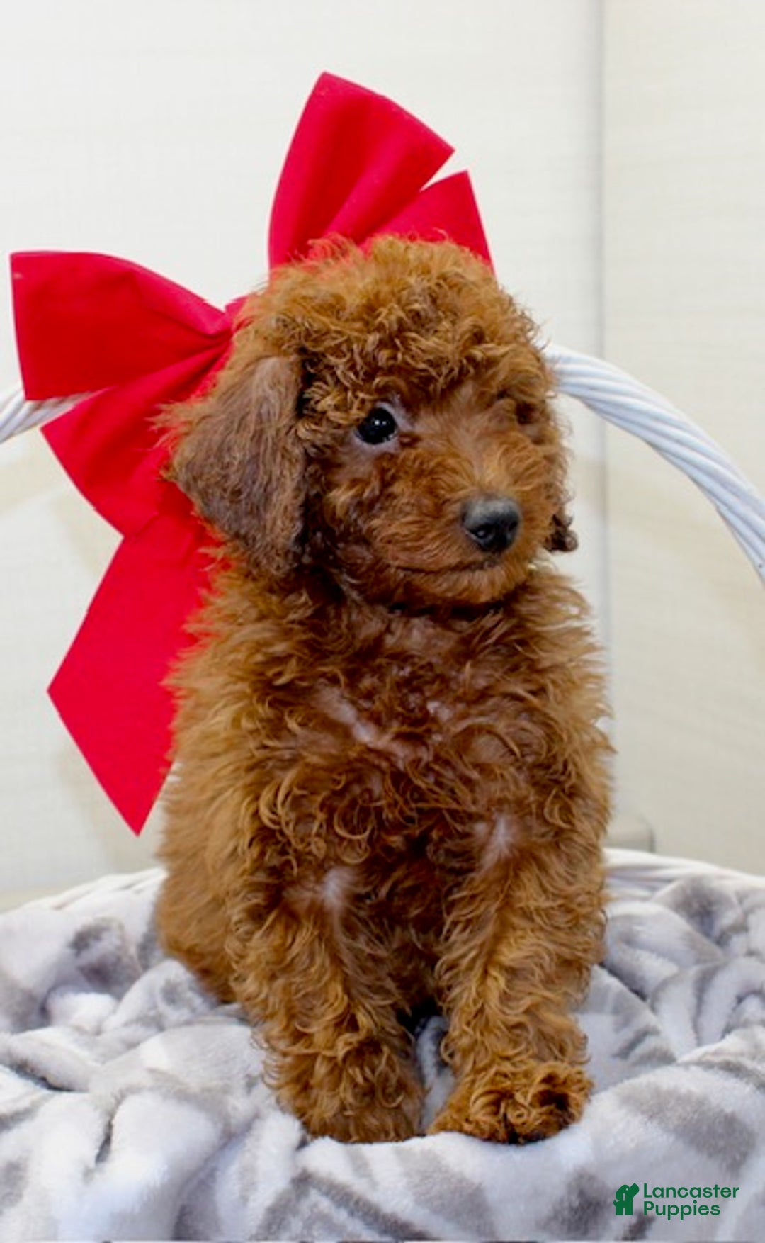 Miniature Poodle dogs for sale: Champ - Ad 5