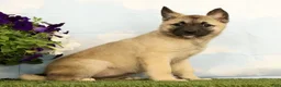 Mixed Breed dogs for sale: Kiki - Ad 4