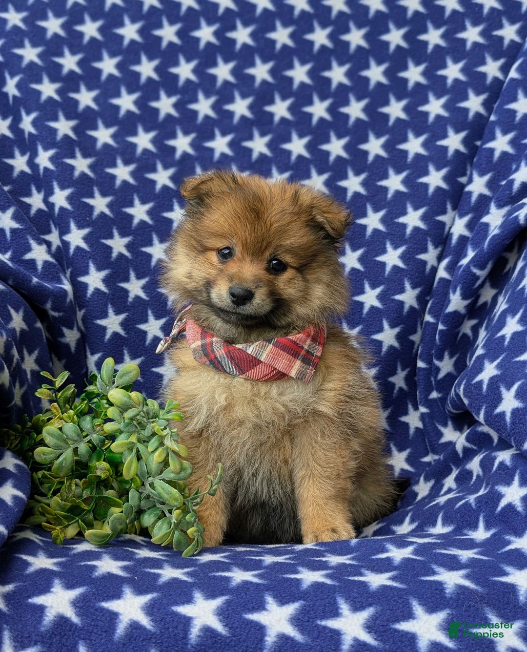 Pomeranian dogs for sale: MacDuff Genetic Testing 9 lbs Full Grown - Ad 23