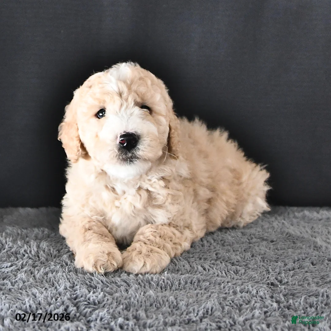 Mini Goldendoodle dogs for sale: Austin - Ad 1