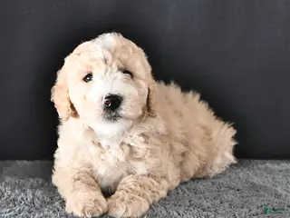 Mini Goldendoodle dogs for sale: Austin - Ad 2