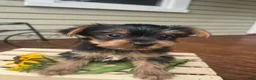 Yorkshire Terrier dogs for sale: Arty - Ad 4