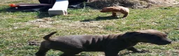 American Bully dogs for sale: Kennedy Blades - Ad 2