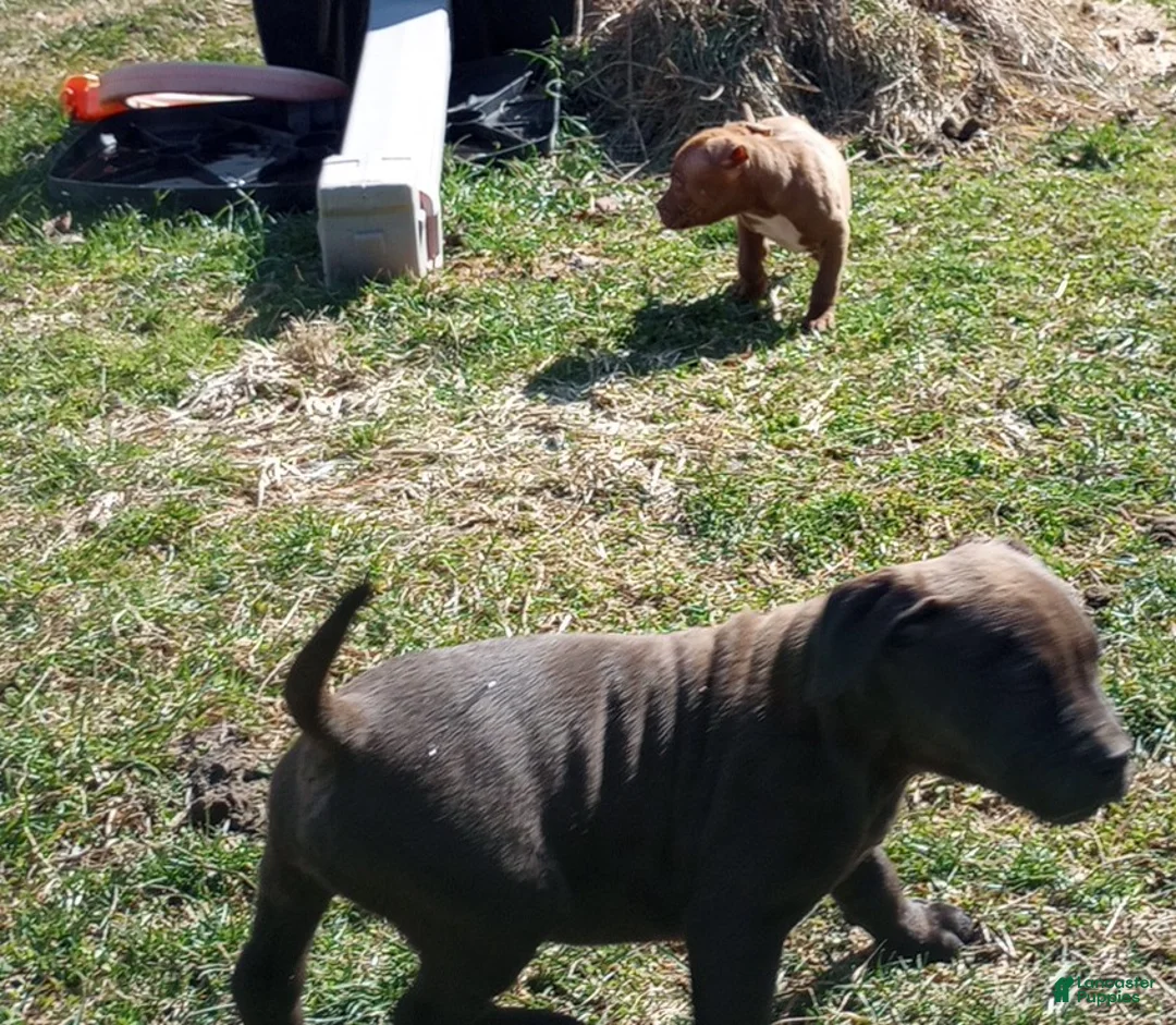 American Bully dogs for sale: Kennedy Blades - Ad 2