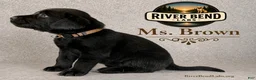 Labrador Retriever dogs for sale: Ms Brown - Ad 3