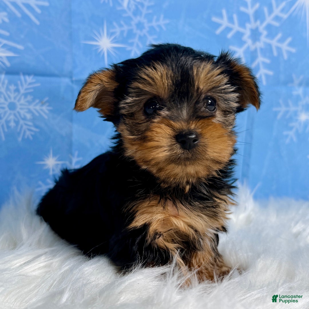 Yorkshire Terrier dogs for sale: Elsa - Ad 2