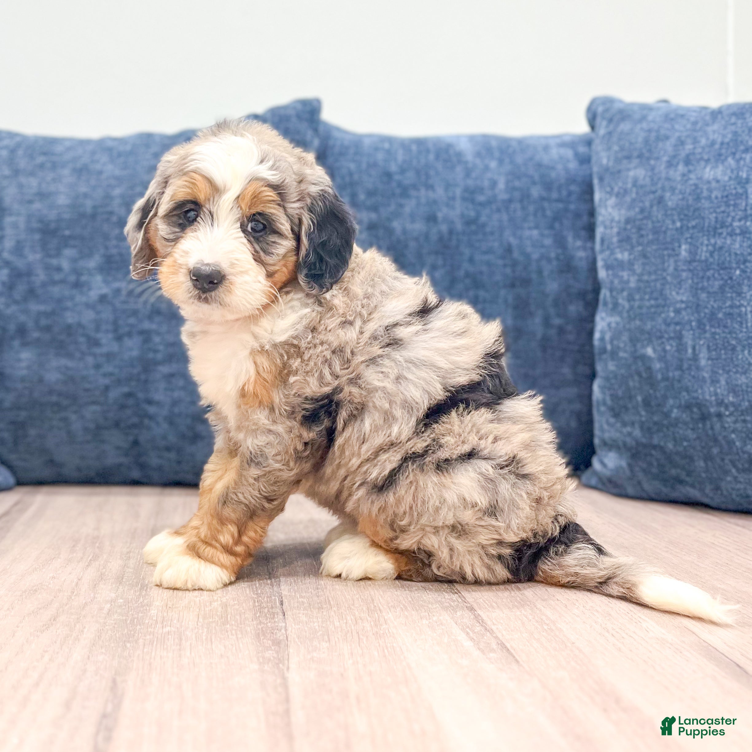 Mini Bernedoodle dogs Maggie - Ad 2