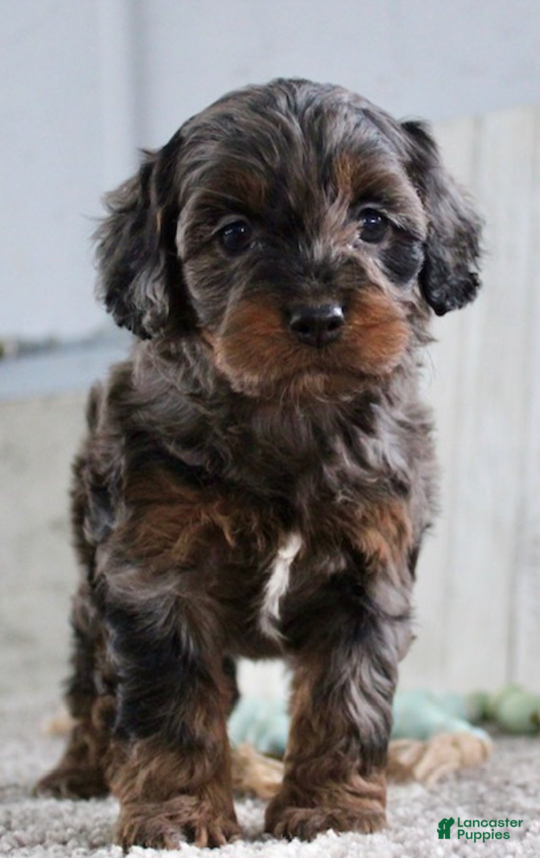 Cockapoo dogs for sale: Cookie - Ad 3