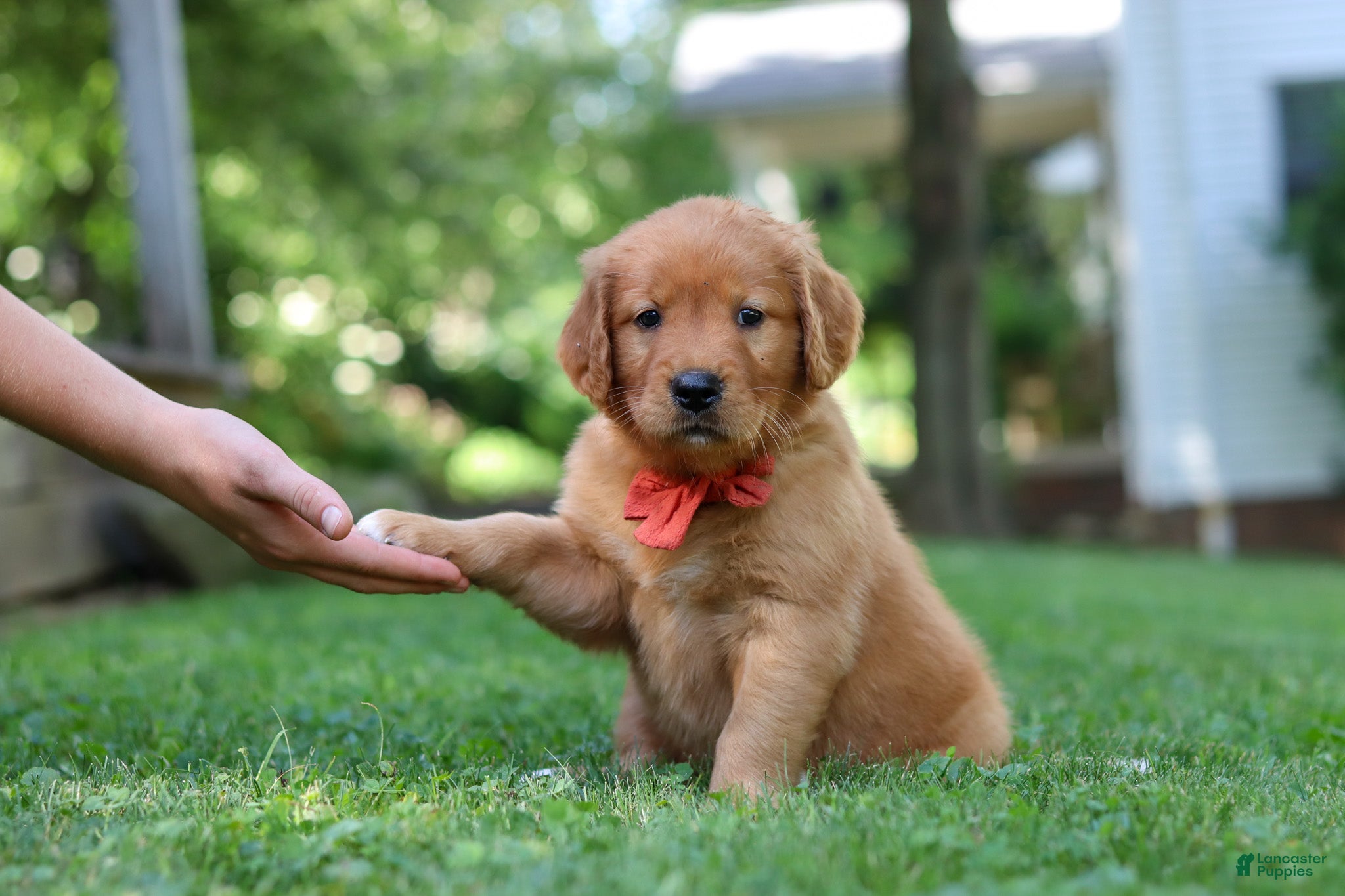 Golden Retriever dogs Scout - Ad 1
