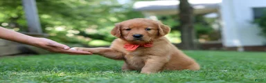 Scout