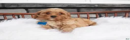 Cavapoo dogs for sale: Fritz - Ad 3