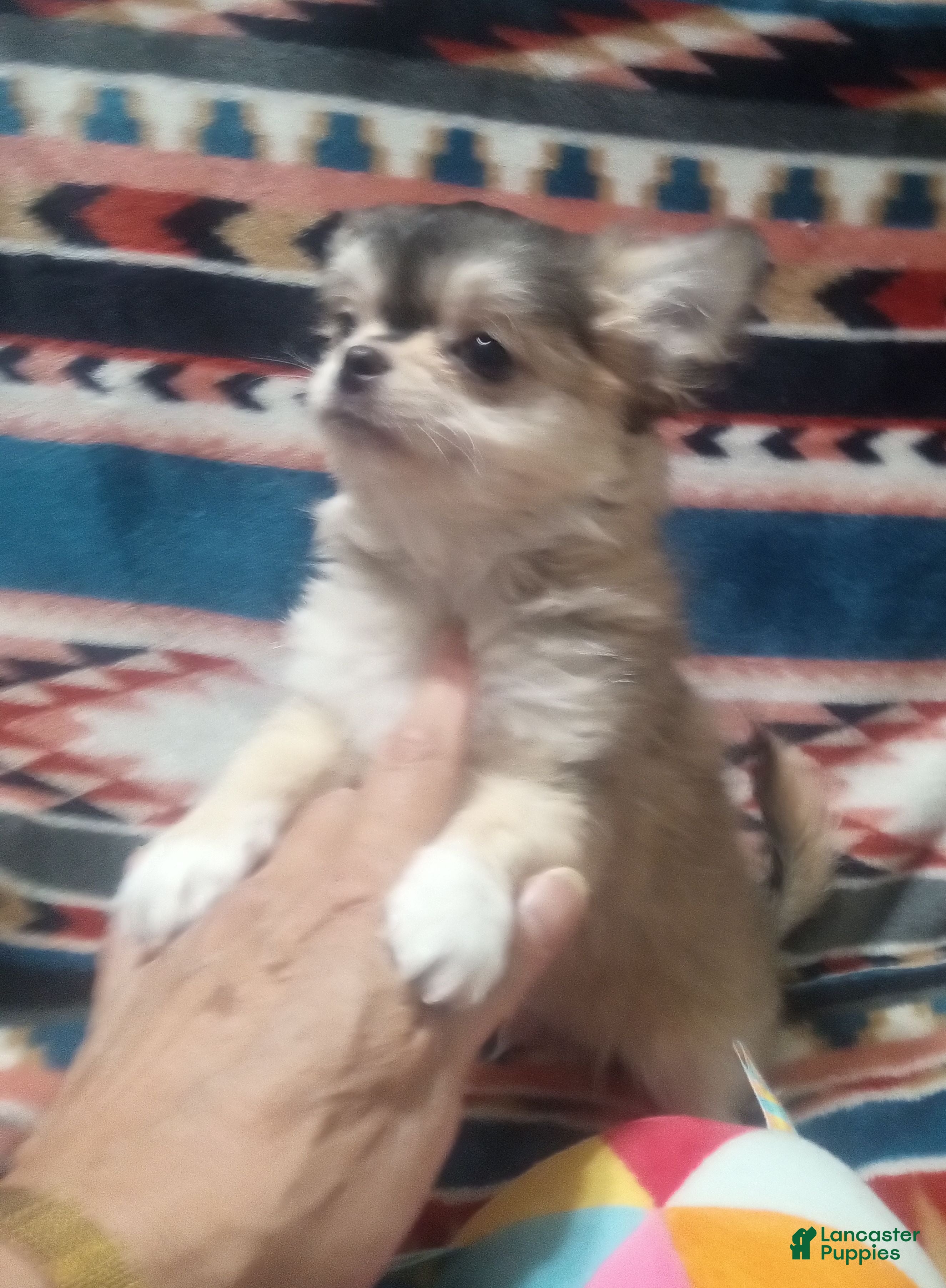 Chihuahua dogs Chihuahua 2 - Ad 1