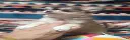 Chihuahua dogs for sale: Chihuahua 2 - Ad 1