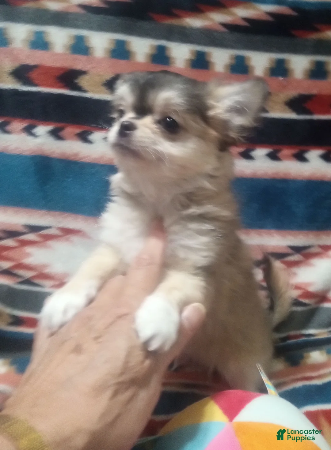 Chihuahua dogs for sale: Chihuahua 2 - Ad 1
