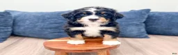Mini Bernedoodle dogs for sale: Jordan - Ad 9
