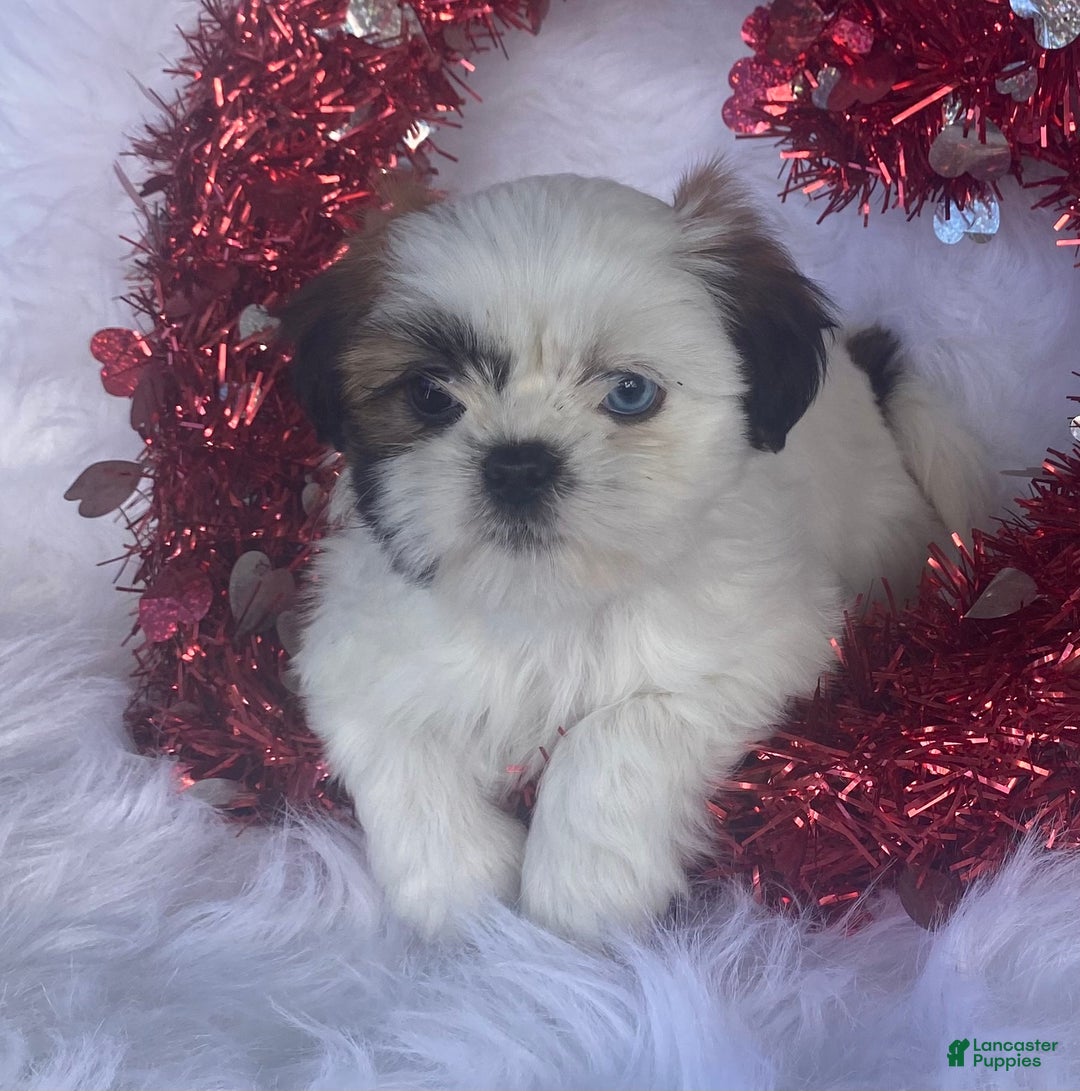 Mixed Breed dogs for sale: Posie  - Ad 3