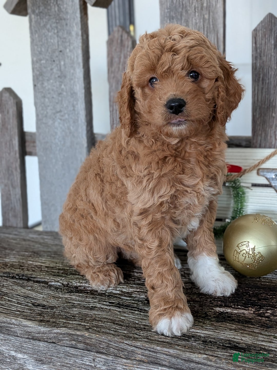Goldendoodle dogs for sale: Goldie  - Ad 3