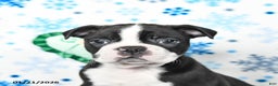 Boston Terrier dogs for sale: Cowboy - Ad 3