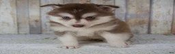 Pomsky dogs for sale: Cora - Ad 4