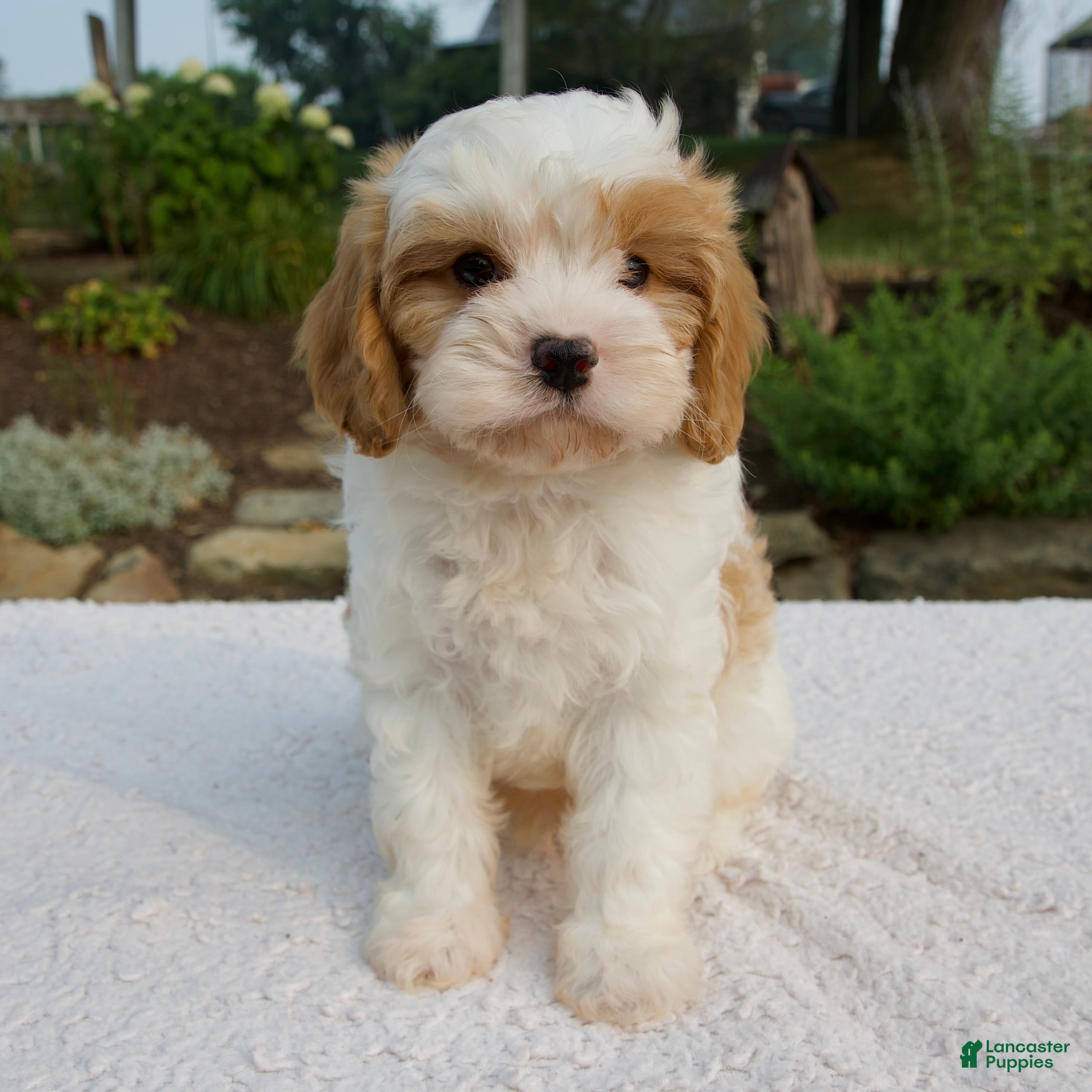 Cavapoo dogs Diego - Ad 2