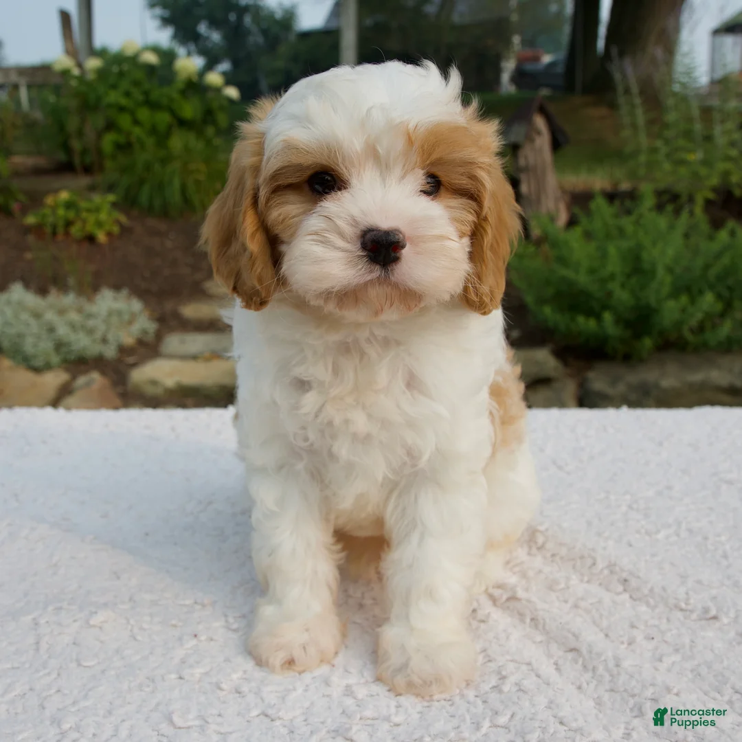Cavapoo dogs for sale: Diego - Ad 2