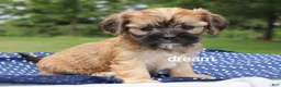 Mixed Breed dogs for sale: Nash - Ad 6