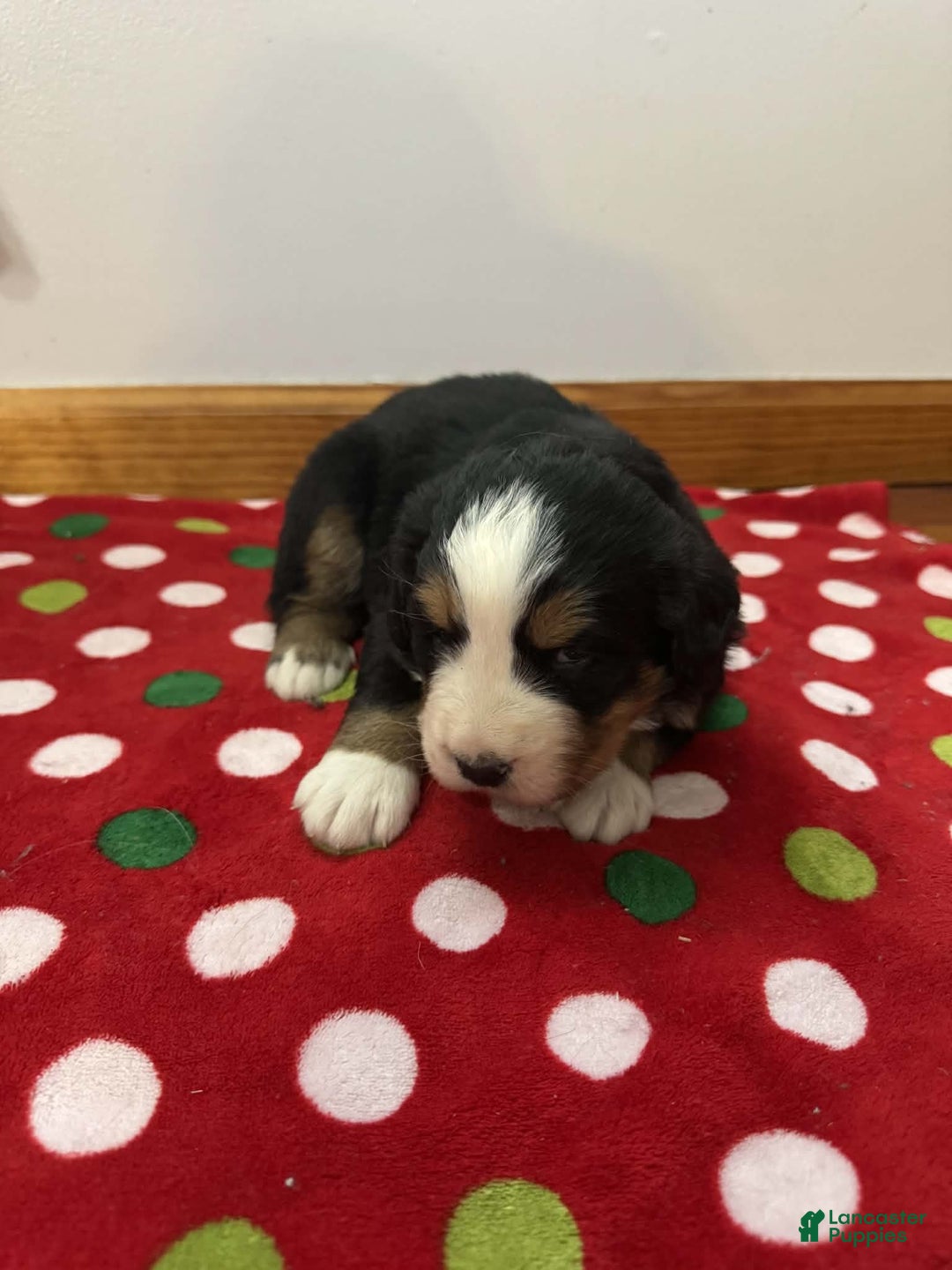 Bernese Mountain Dog dogs for sale: Laurel - Ad 2
