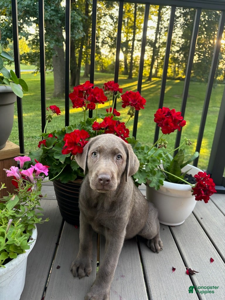 Labrador Retriever dogs Ridge - Ad 1