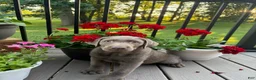 Labrador Retriever dogs for sale: Ridge - Ad 1