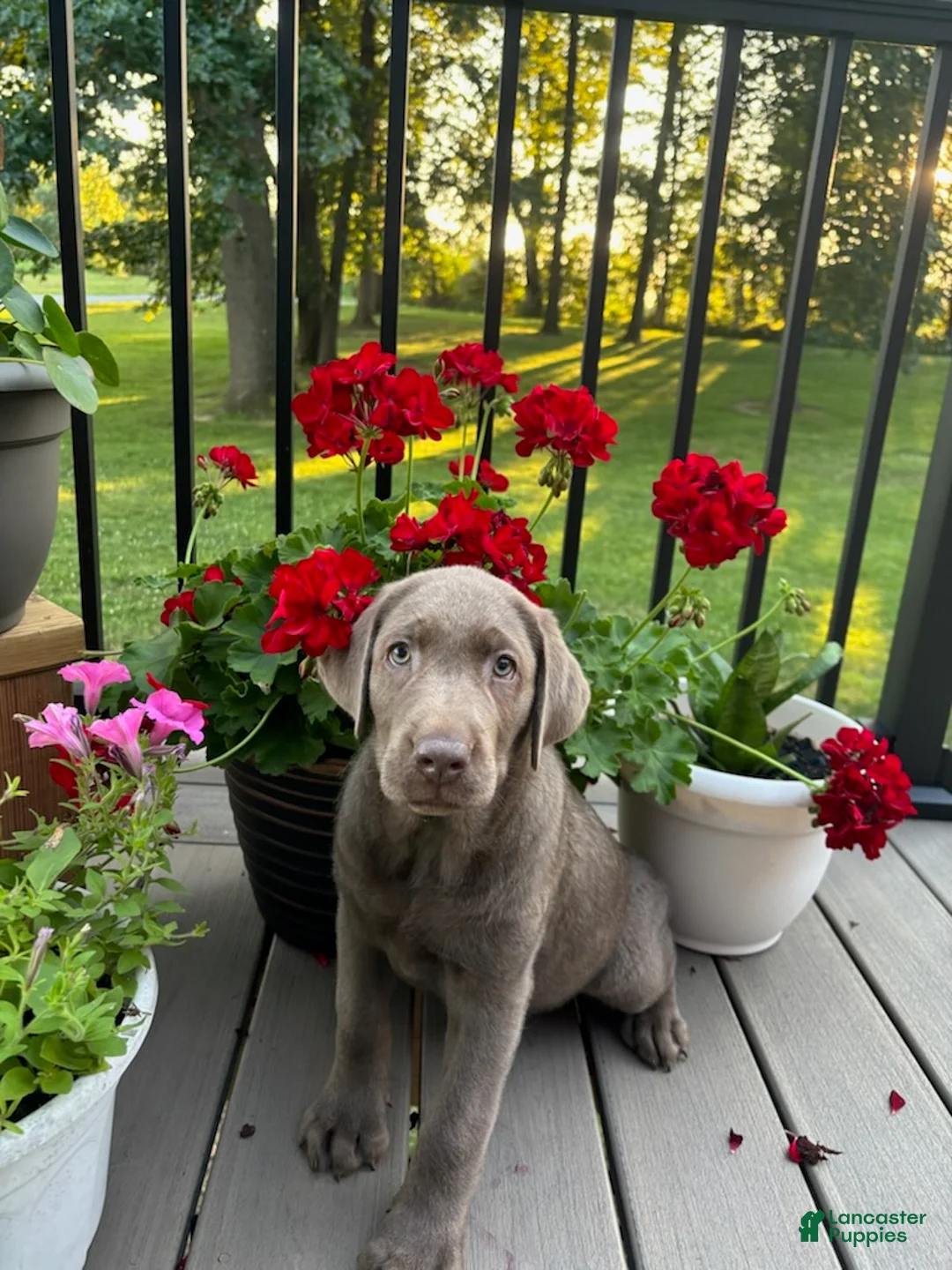Labrador Retriever dogs for sale: Ridge - Ad 1
