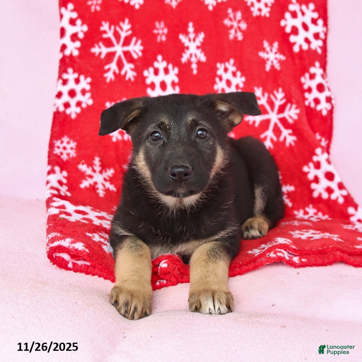 German Shepherd dogs Cheyenne - Ad 36