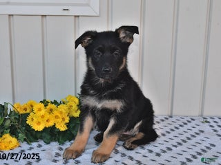 German Shepherd dogs - Ad 41