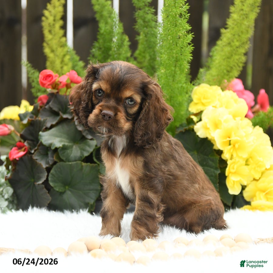 English Cocker Spaniel dogs Sunshine - Ad 2